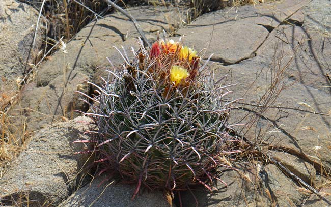 California Barrel Cactus is a native “Barrel” type cactus that prefers gravelly, rocky slopes, sandy areas and chaparral (interior chaparral in California). It is found in both Mojave and Sonoran desert scrub. Ferocactus cylindraceus 
